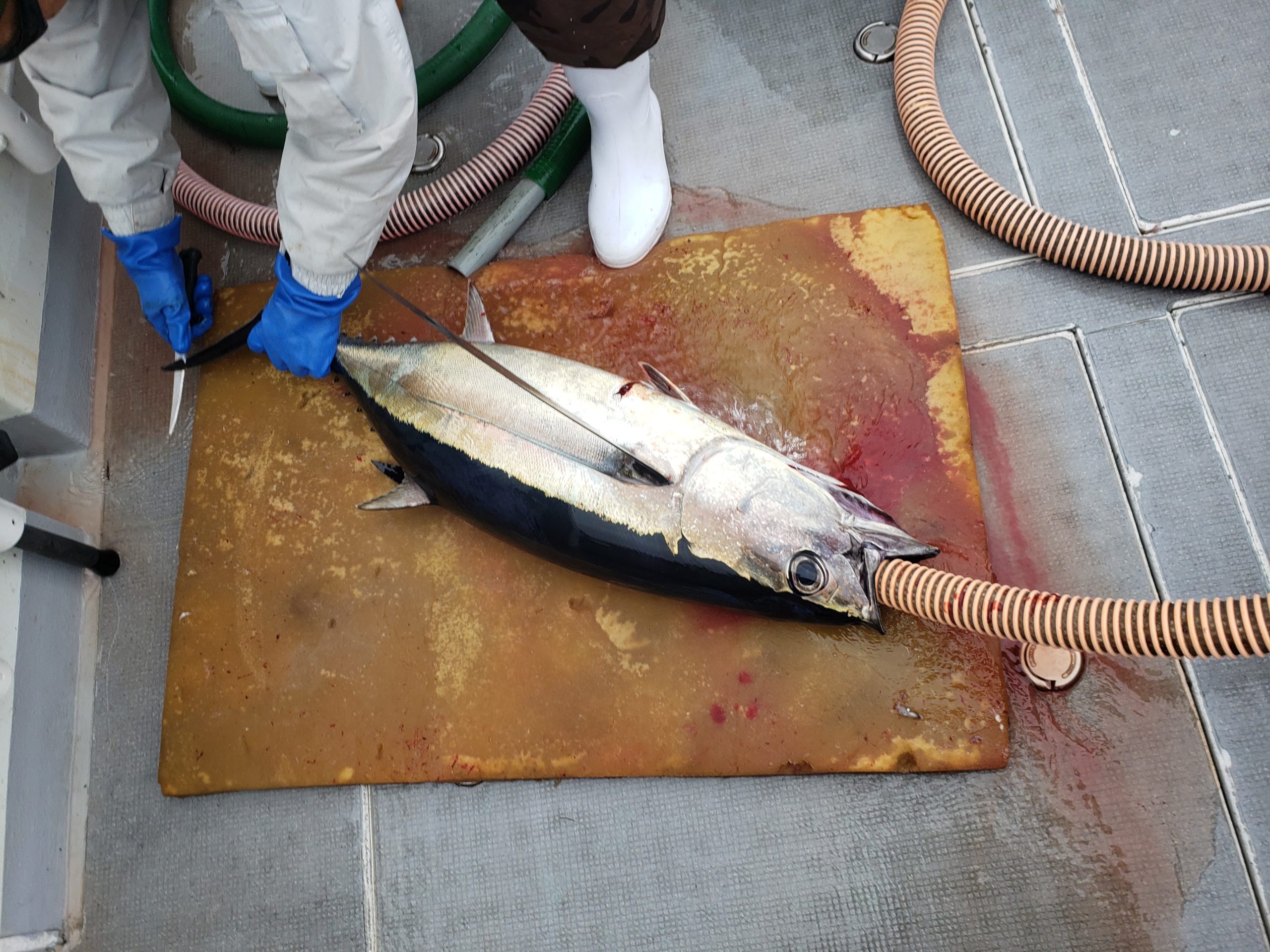 最高26kg】トンジギおすすめジグ３選【釣れた】 | OFFSHORE FISHING